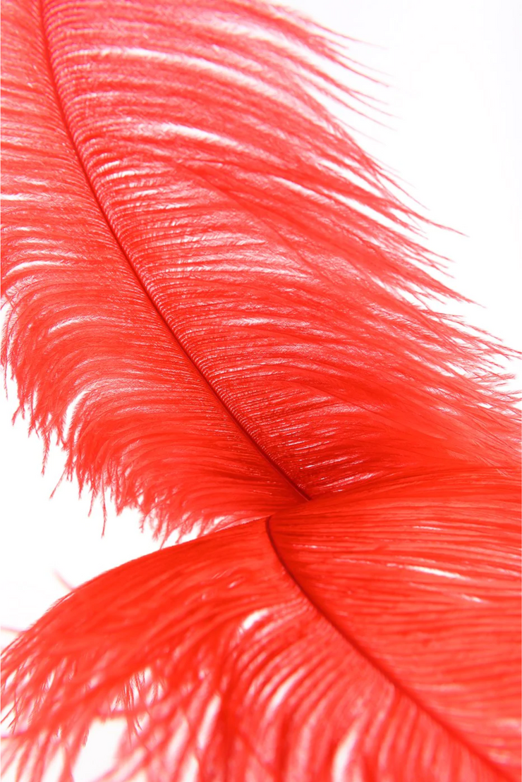 Red Ostrich Feather Teaser