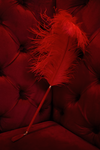 Red Ostrich Feather Teaser